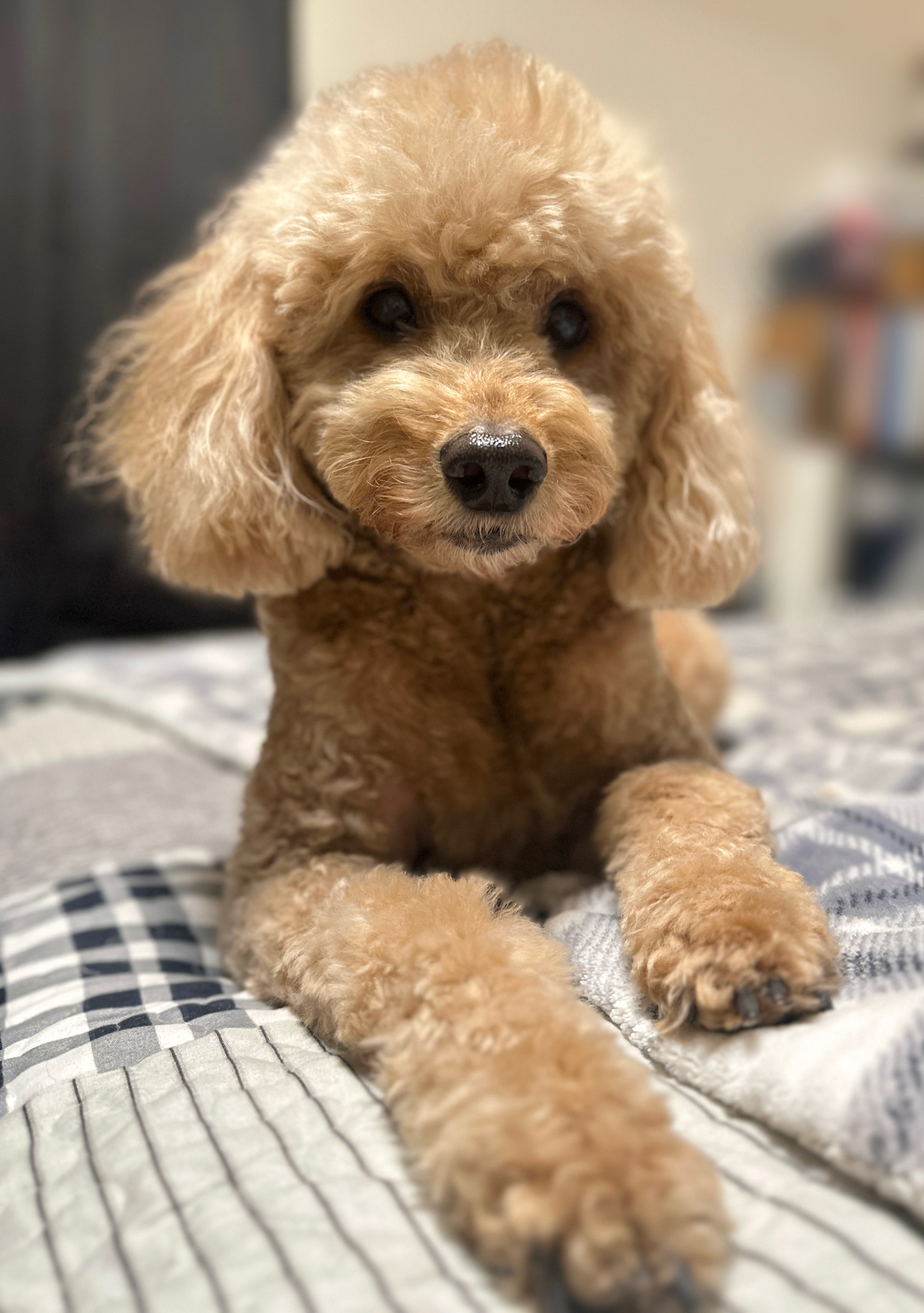 Salem Maintenance Dog Grooming