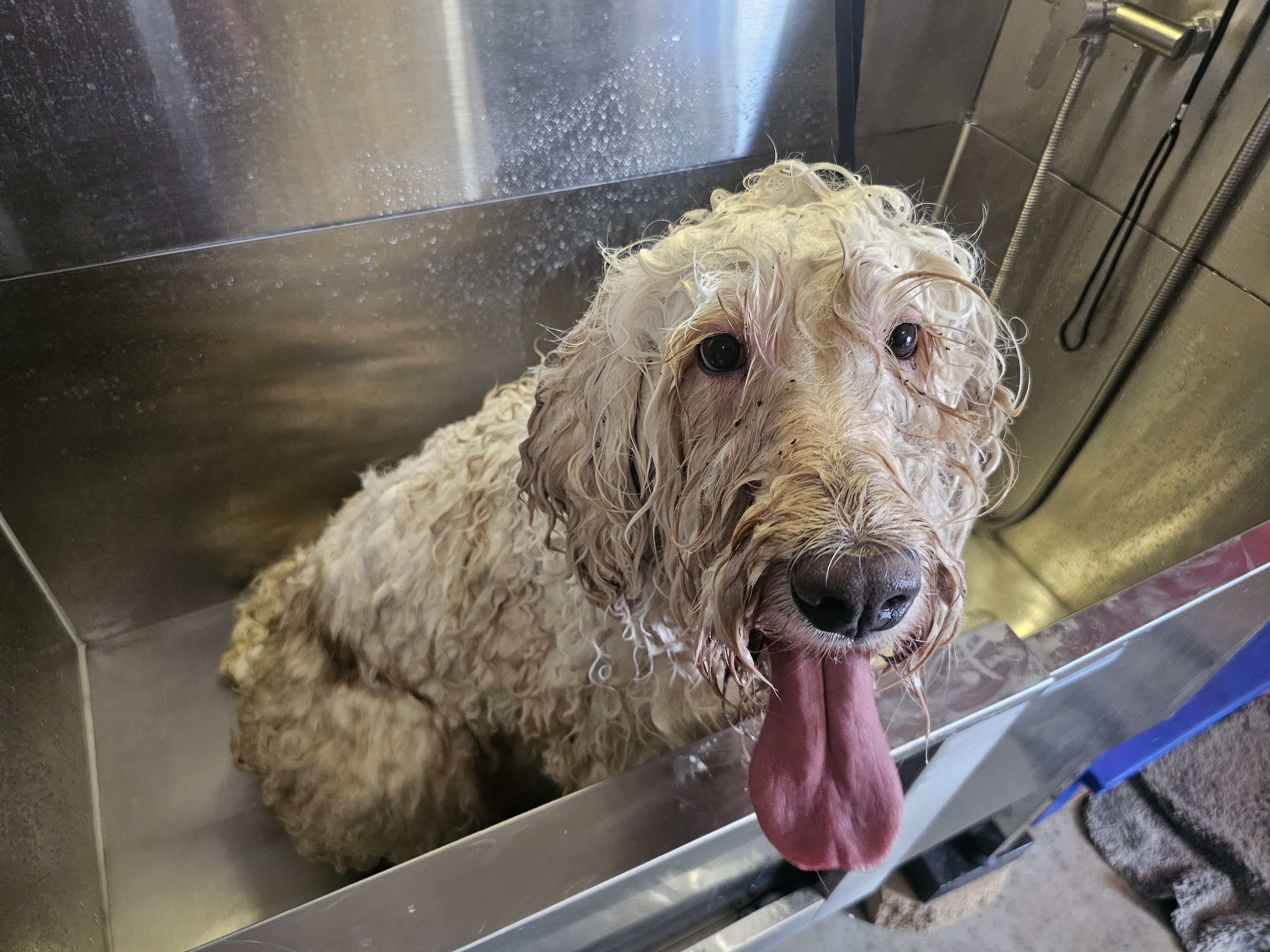 Spanish Fork Dog Bath & Brush