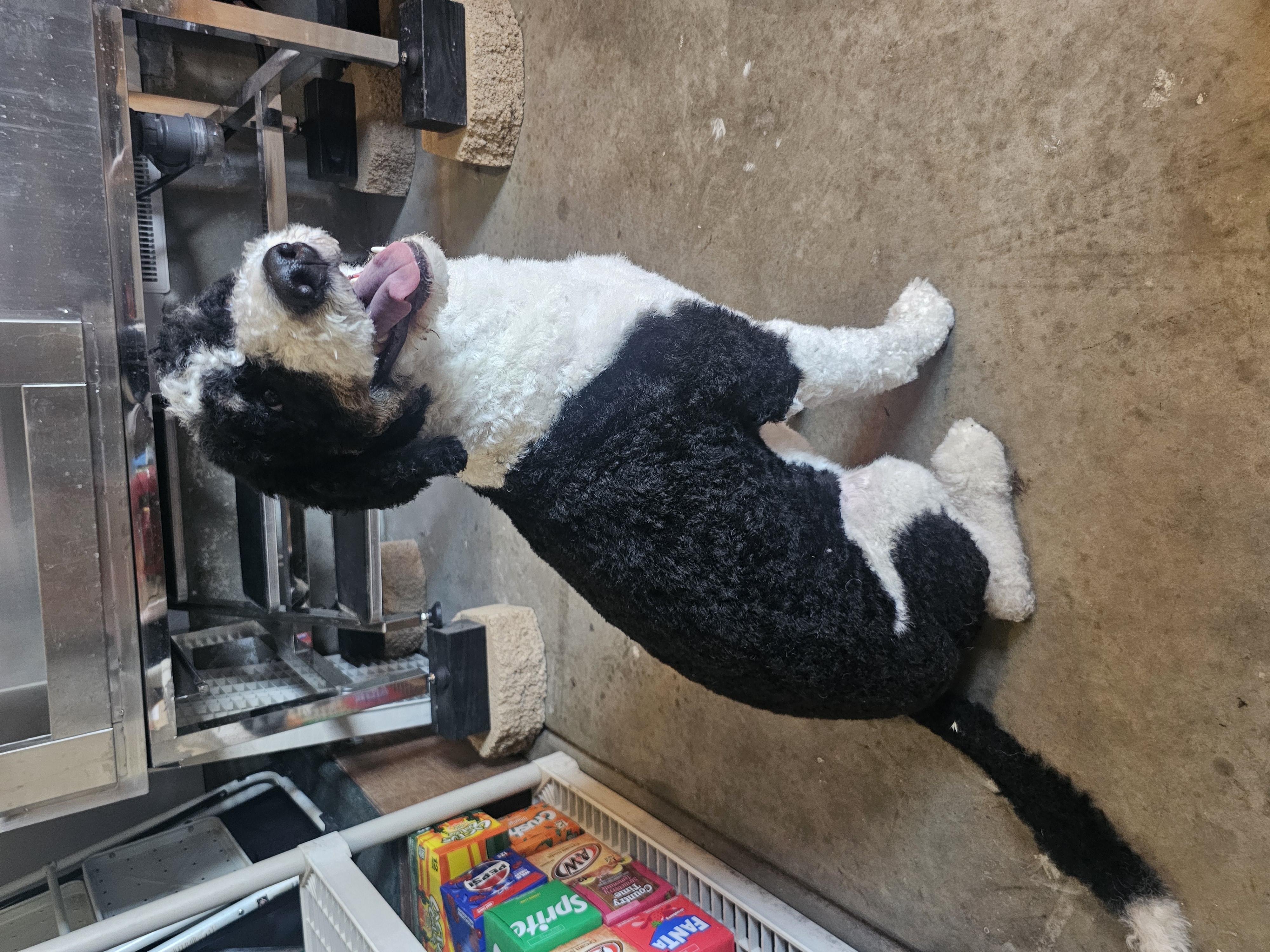 Santaquin Maintenance Dog Grooming
