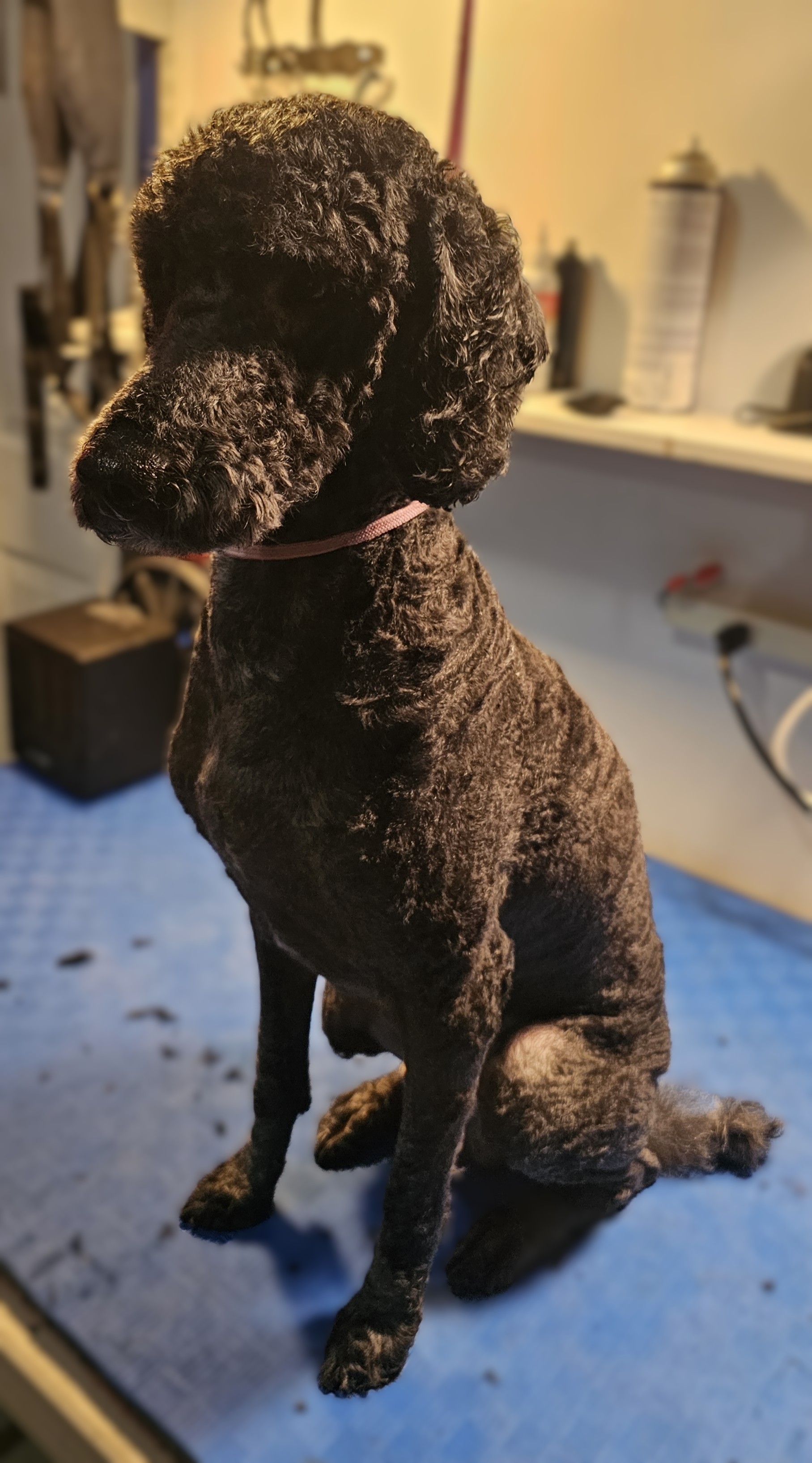 Full Dog Groom Spanish Fork