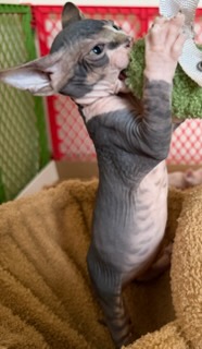 Current Sphynx litter kitten 3