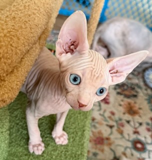Ball Family Farm current litter kitten
