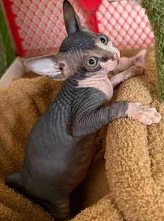 Current Sphynx litter kitten 7