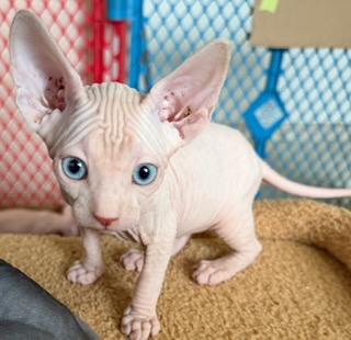 Current Sphynx litter kitten 6