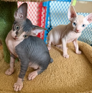 Sphynx kitten from Ball Family Farm