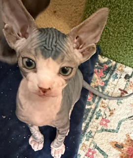 Sphynx kitten playing at Ball Family Farm
