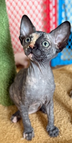 Ball Family Farm current litter kitten