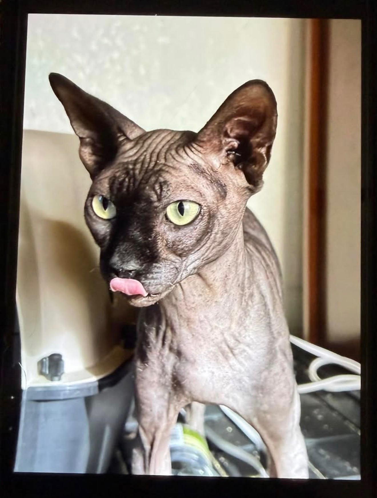 Sphynx stud Johnny Cash at Ball Family Farm