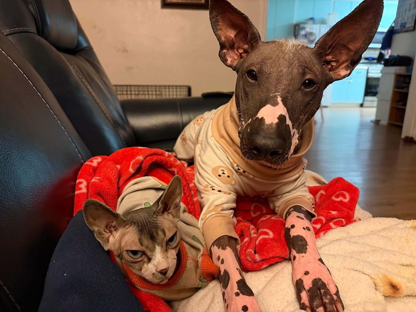 Ball Family Farm Xoloitzcuintli stud services