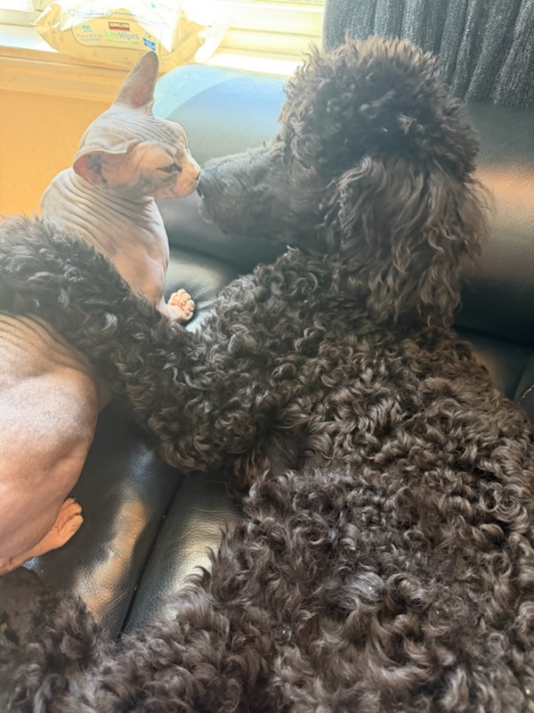 Ball Family Farm poodle stud services