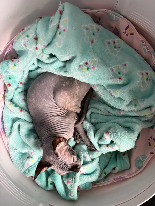 Sphynx kittens for Beaverton, Oregon families - Ball Family Farm