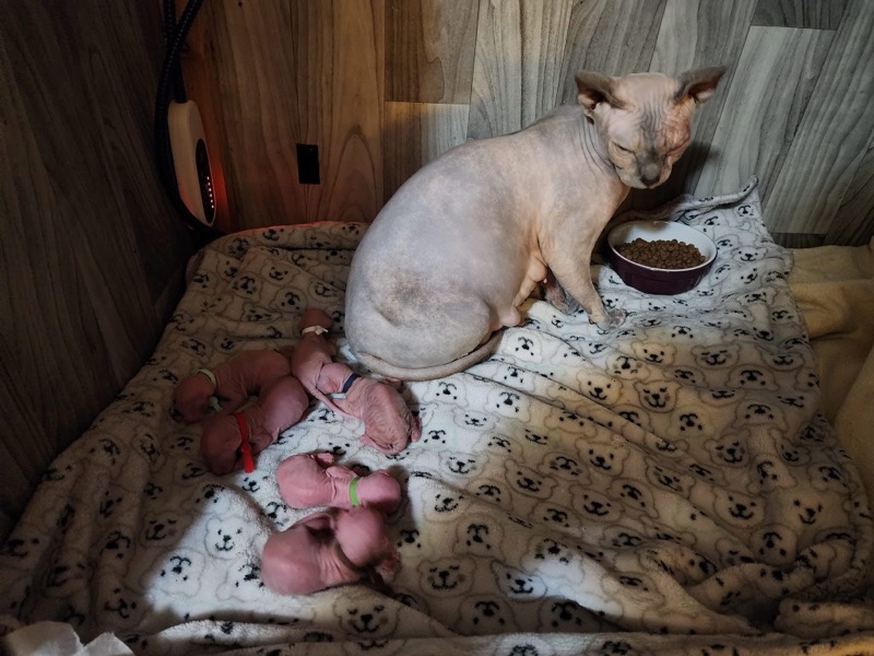 Queen Pixie - Ball Family Farm breeding queen