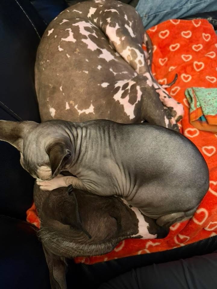 Ball Family Farm Sphynx services for Hillsboro, Oregon