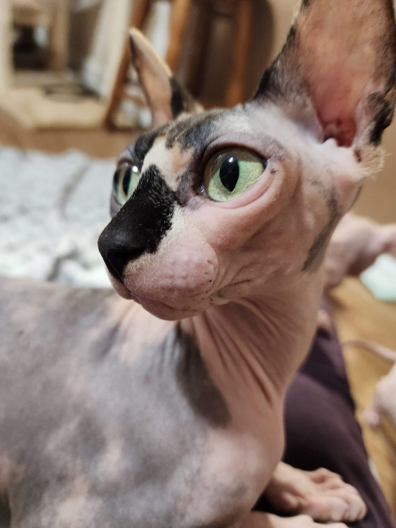 Queen Cookie