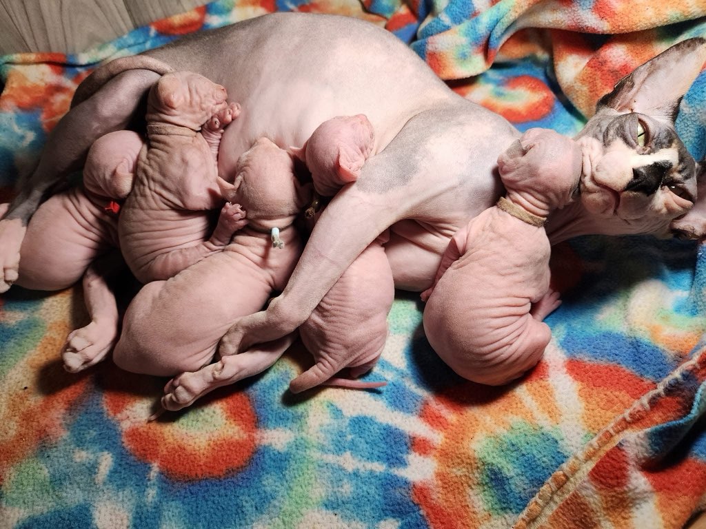 Sphynx kittens for Eugene, Oregon families - Ball Family Farm