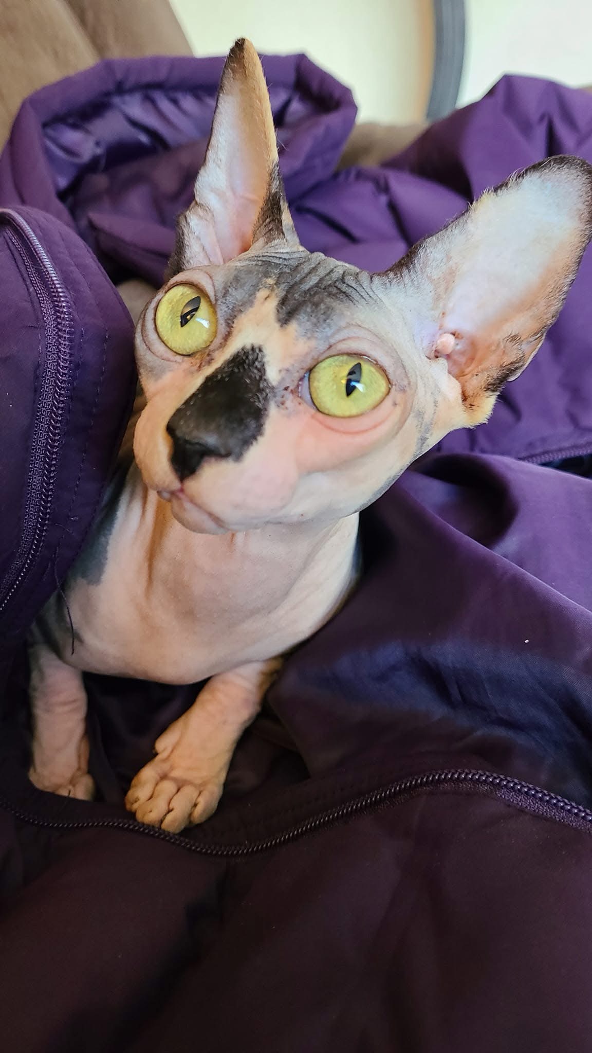 Queen Cookie - Ball Family Farm breeding queen
