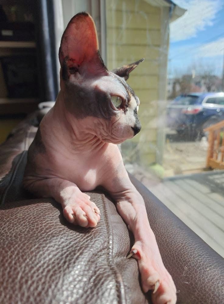 Ball Family Farm Sphynx services for Eugene, Oregon