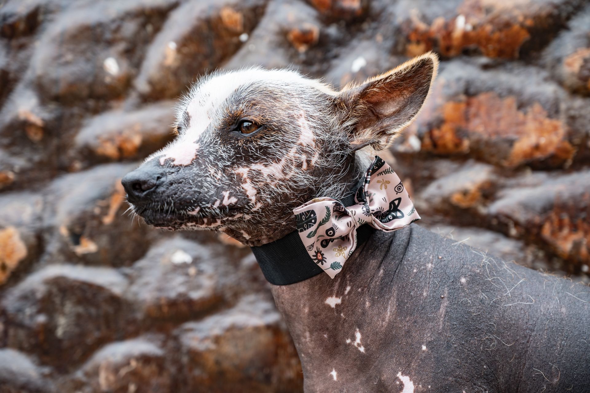 Xoloitzcuintli stud services at Ball Family Farm