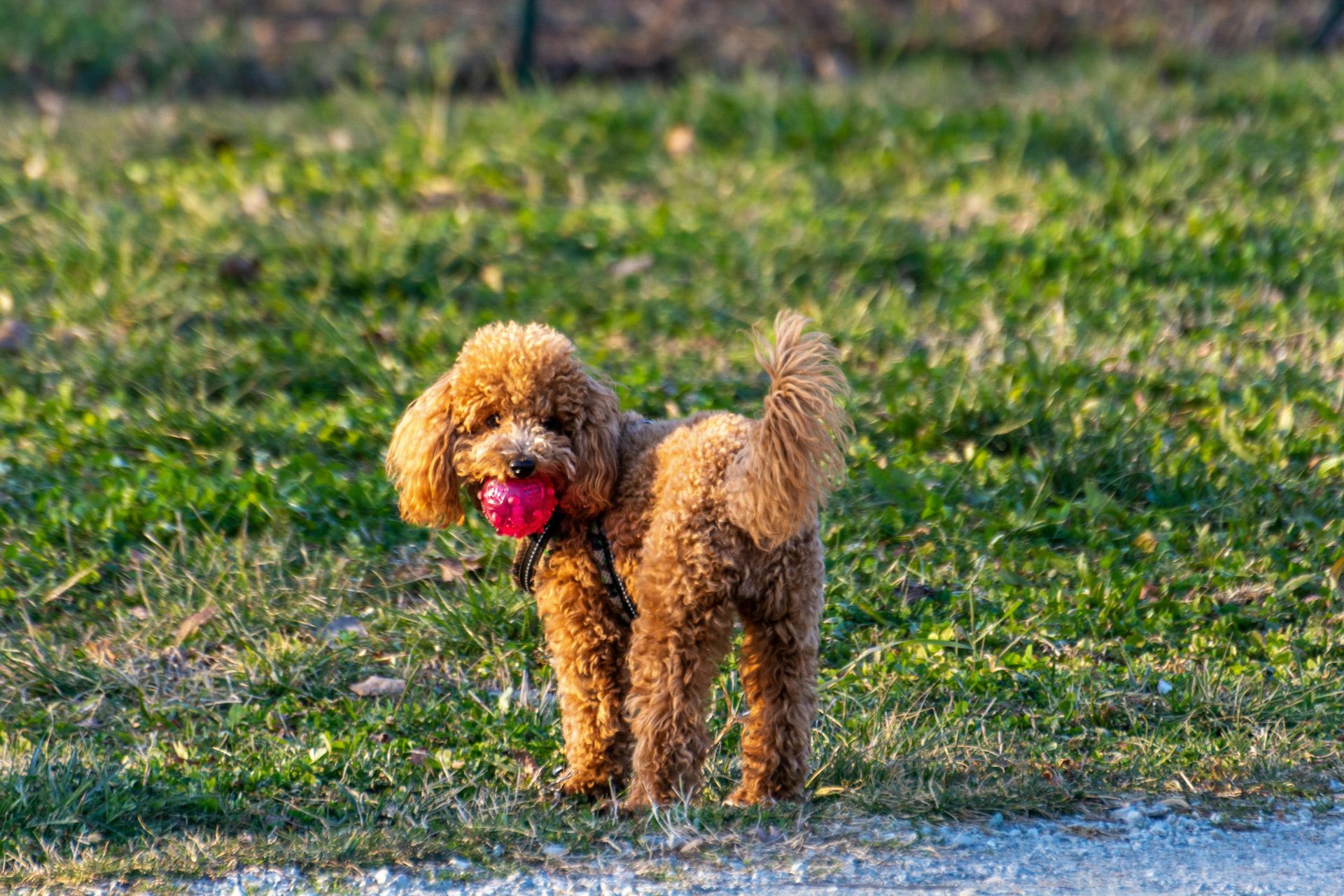 Poodle stud services at Ball Family Farm