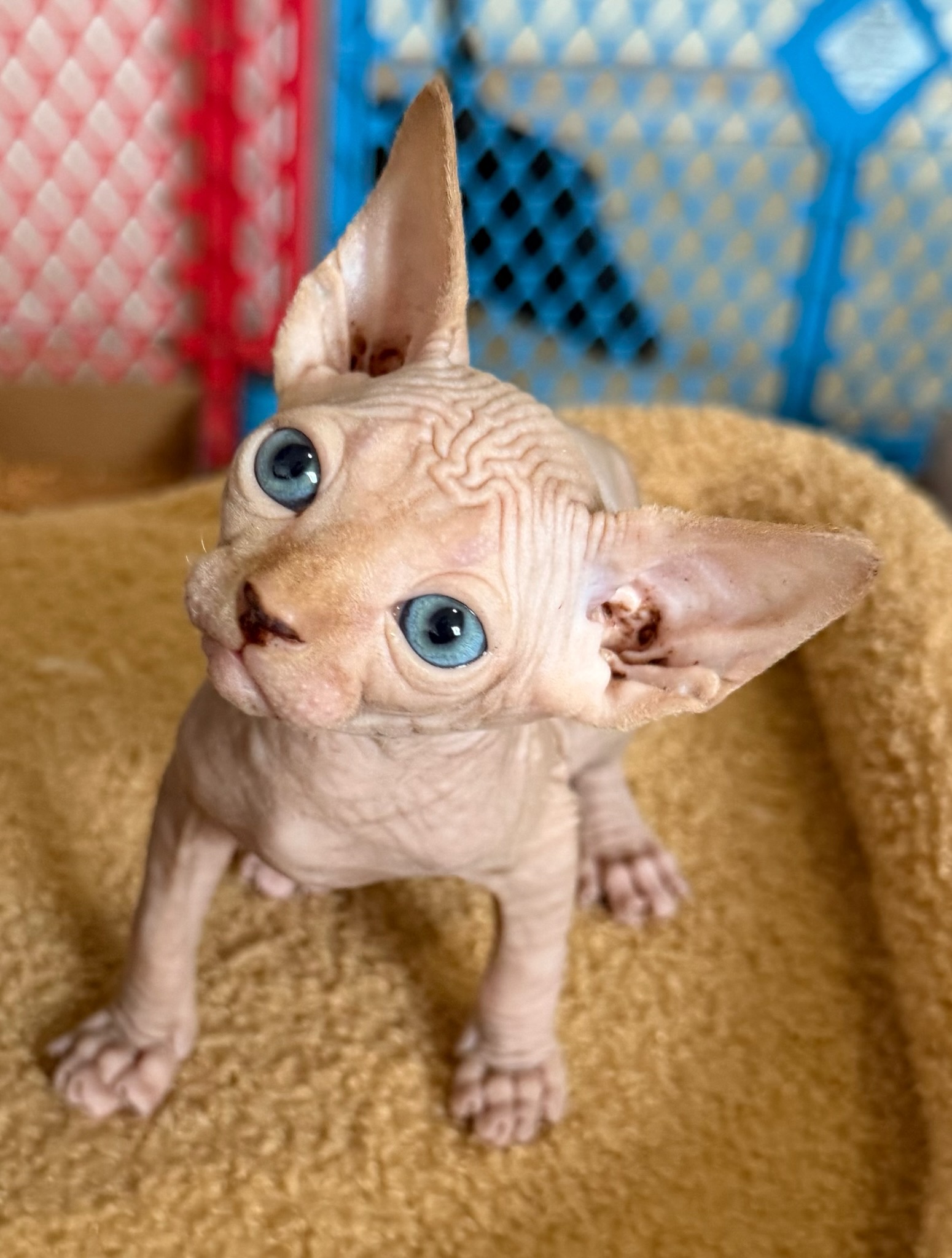 Stewart - male Sphynx kitten available at Ball Family Farm