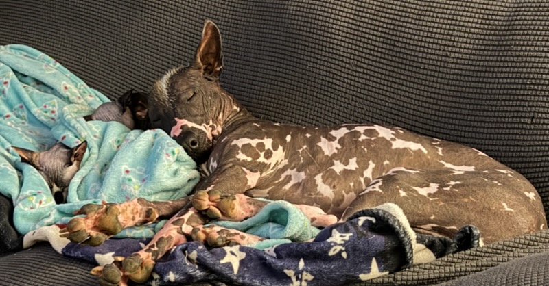 Xoloitzcuintli stud services at Ball Family Farm