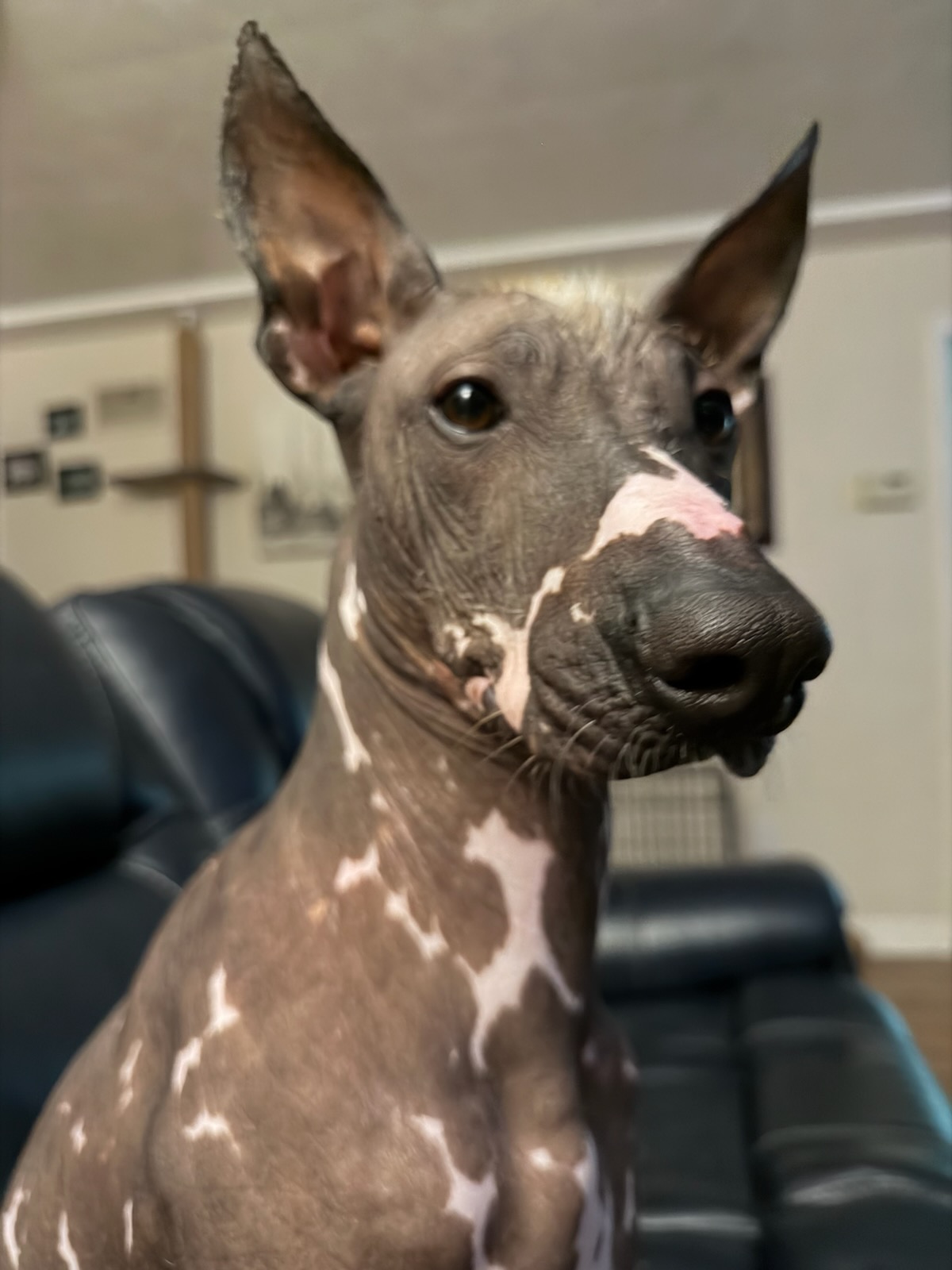 Xoloitzcuintli stud at Ball Family Farm
