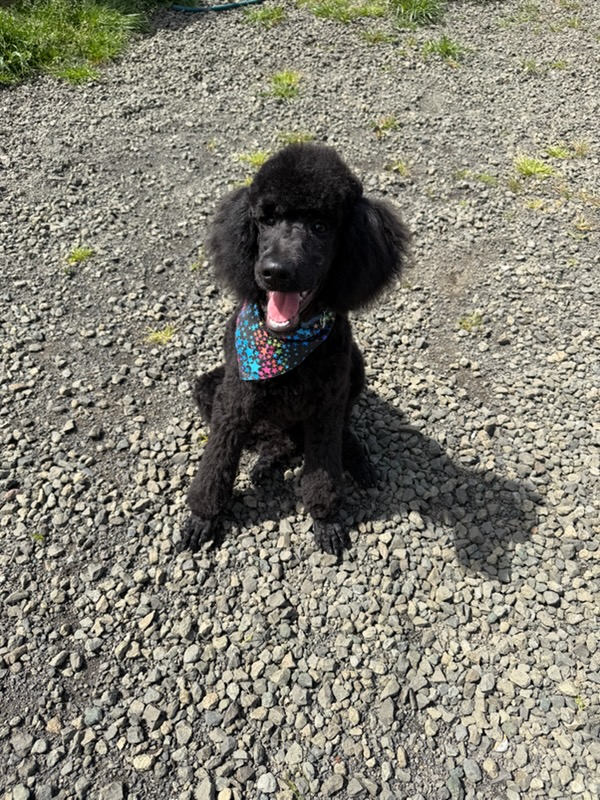 Poodle stud at Ball Family Farm