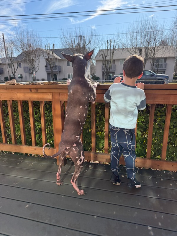 Xoloitzcuintli at Ball Family Farm