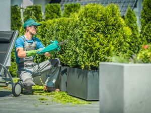 LANDSCAPE WEED SPRAYING in CENTENNIAL