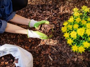 LANDSCAPE WEED SPRAYING in LITTLETON