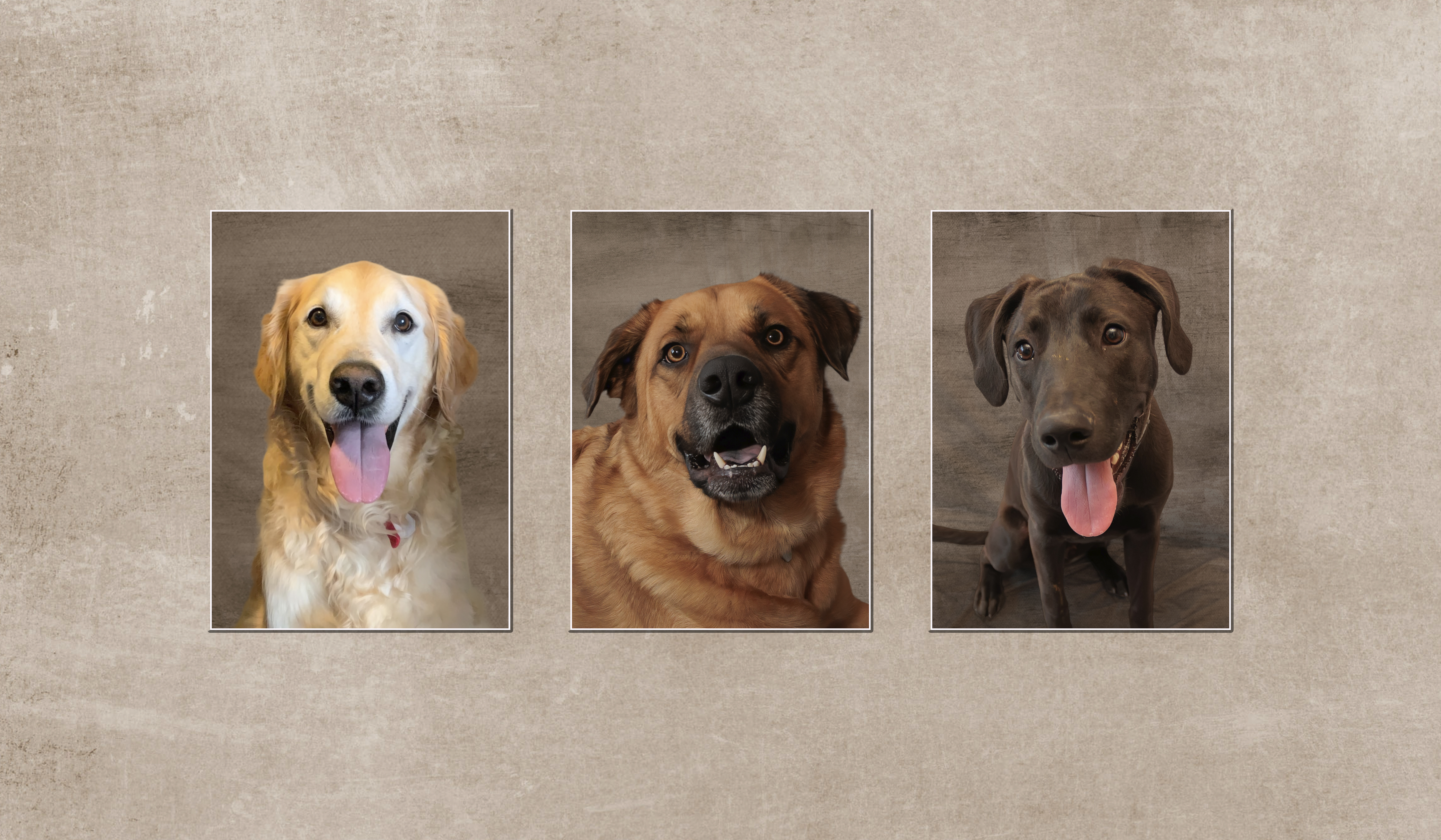 Three framed dog portraits of a golden retriever, a mixed breed, and a chocolate Lab, St. Louis pet photography