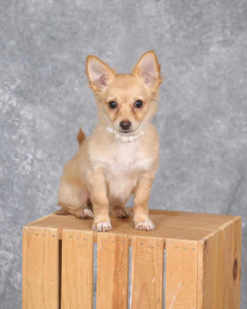 Pet photography Buffalo NY 7
