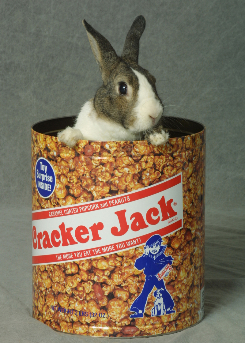 Pet photography Buffalo NY 4