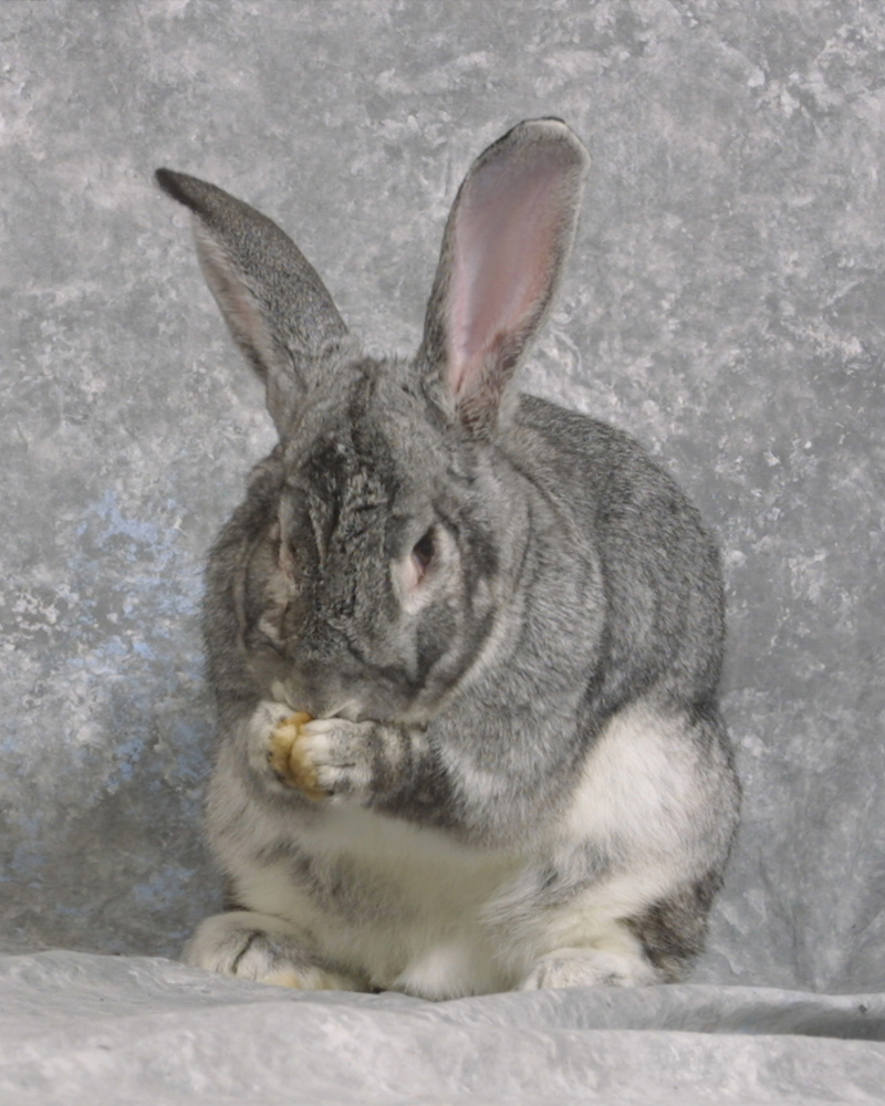 Pet photography Buffalo NY 6