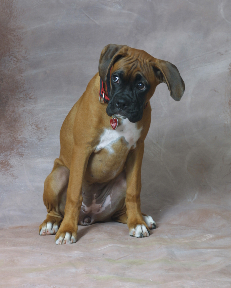 Pet photography Buffalo NY 5