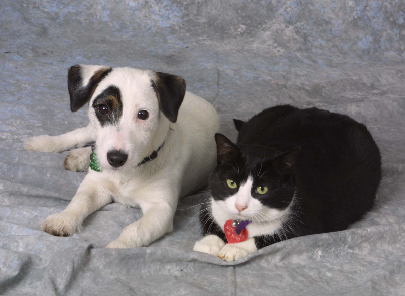 Pet photography Buffalo NY 3