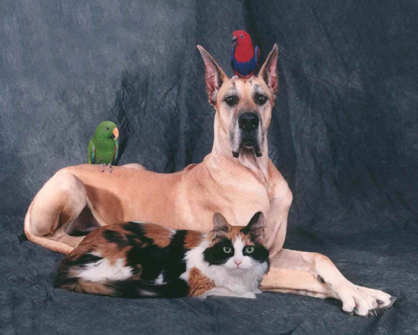 Pet photography Buffalo NY 2