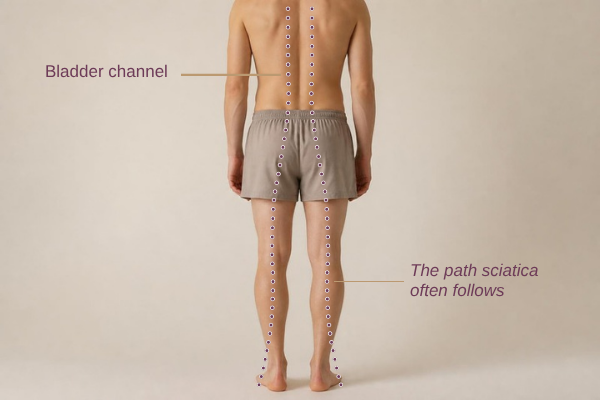 Illustration of the Bladder channel running down either side of the spine and along the back of the leg, the same path sciatica often follows