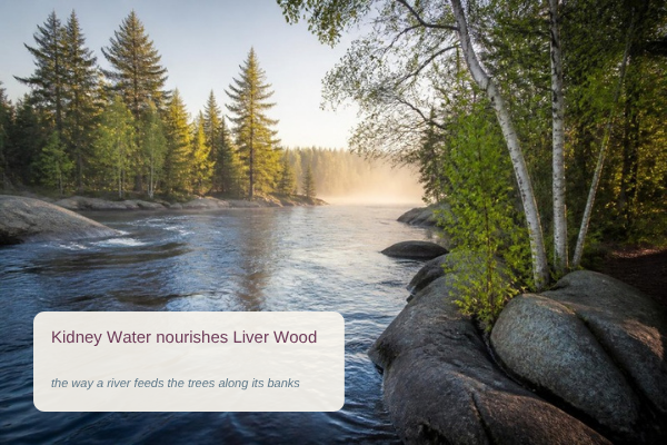 Five Phases illustration of a river feeding the trees along its banks, showing how Kidney Water nourishes Liver Wood in Chinese medicine Five Phases illustration of a river feeding the trees along its banks, showing how Kidney Water nourishes Liver Wood in Chinese medicine