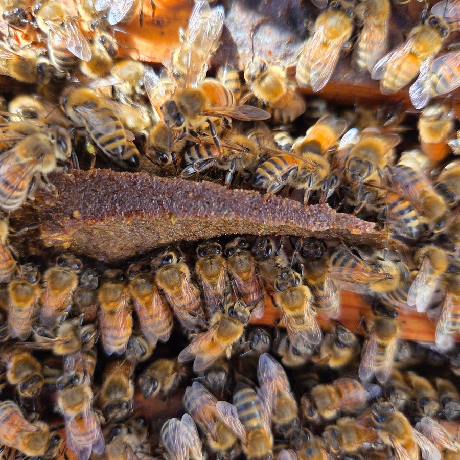 Russell Heitkam's colonies on a VitalBee patty.