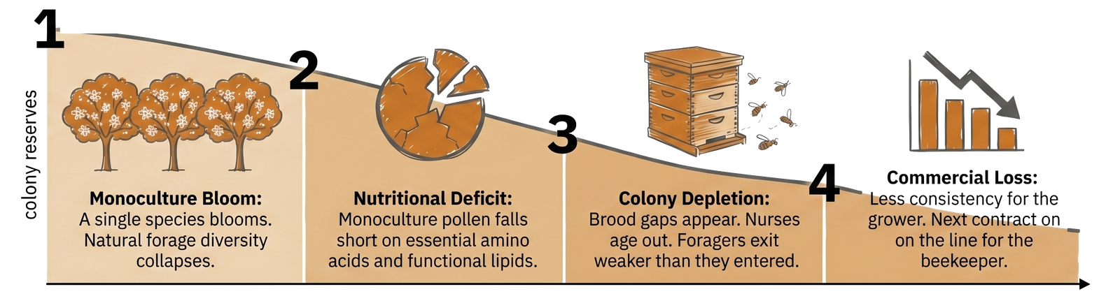Four-stage colony depletion timeline: monoculture bloom → nutritional deficit → colony depletion → commercial loss, with colony reserves declining at each stage.