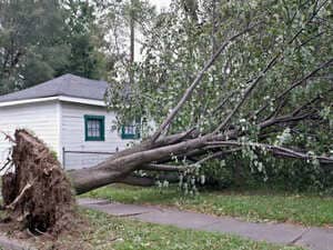 Tree removal in Social Circle 30025, GA