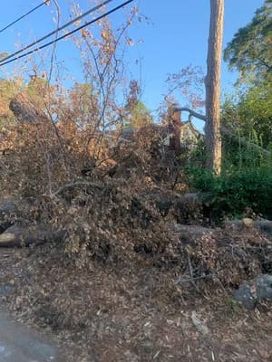 Tree trimming in Covington 30014, GA
