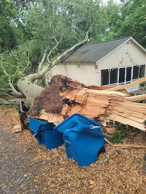 Stump removal in Social Circle 30025, GA