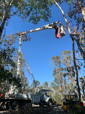 Tree trimming in Social Circle 30025, GA