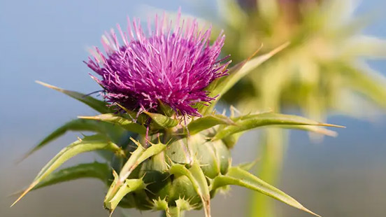 protocol e3m ingredients