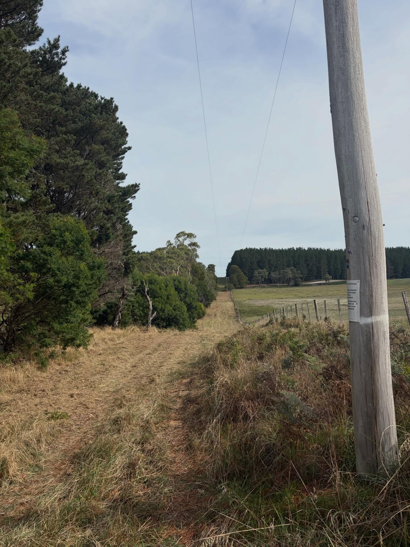 Access track cut through timbered country