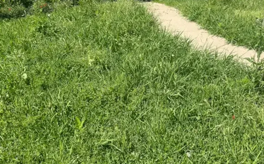 Before: an overgrown, weed-filled front lawn