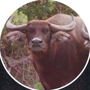Bufalo italiano.