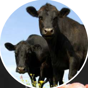 Bovini Wagyu al pascolo.